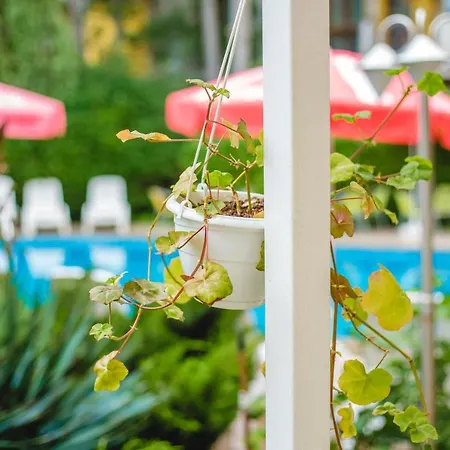 Deva Słoneczny Brzeg